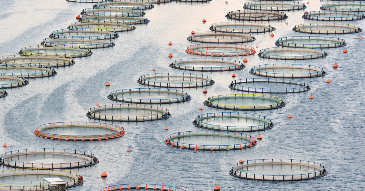Fish Loading Aquaculture: Preventing Cage Failures with Load Cells